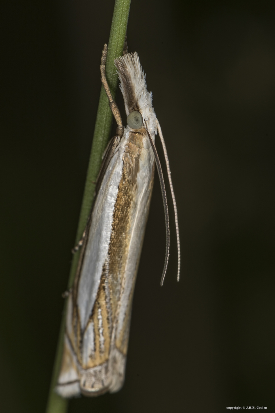Vroege grasmot (Crambus lathoniellus) - Geleedpotigen - Vroege grasmot