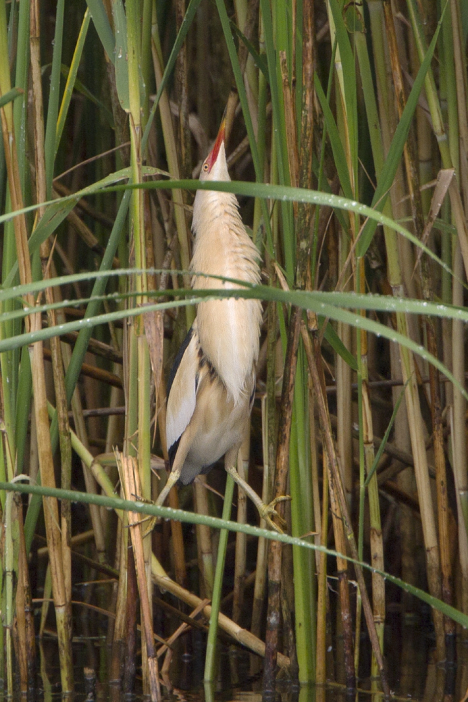 Vroege Vogels 40 jaar !!! - Vogels - Woudaap