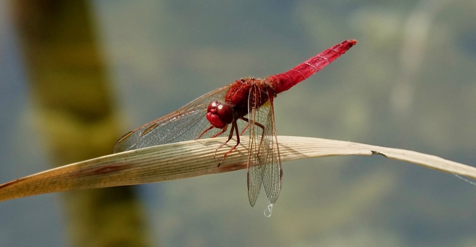 Vuurrood - Geleedpotigen - Vuurlibel