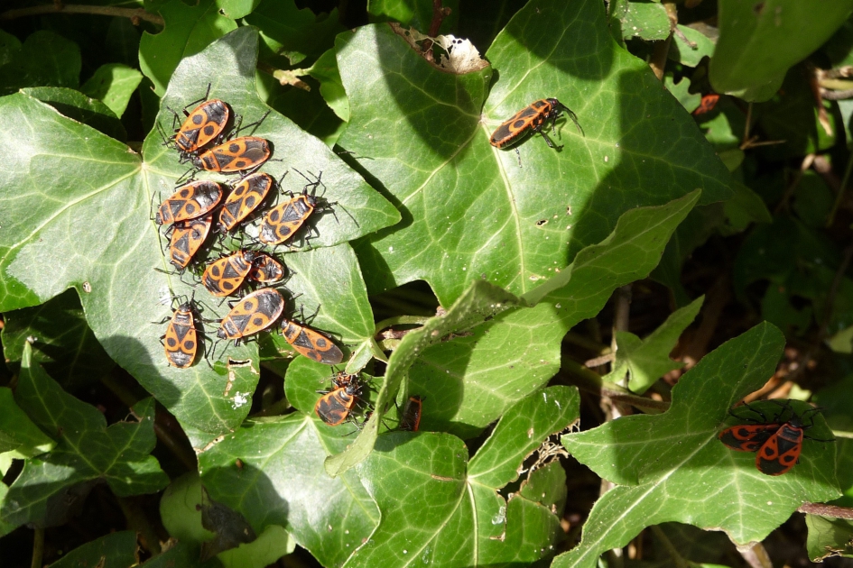 Vuurwantsen - Geleedpotigen - 