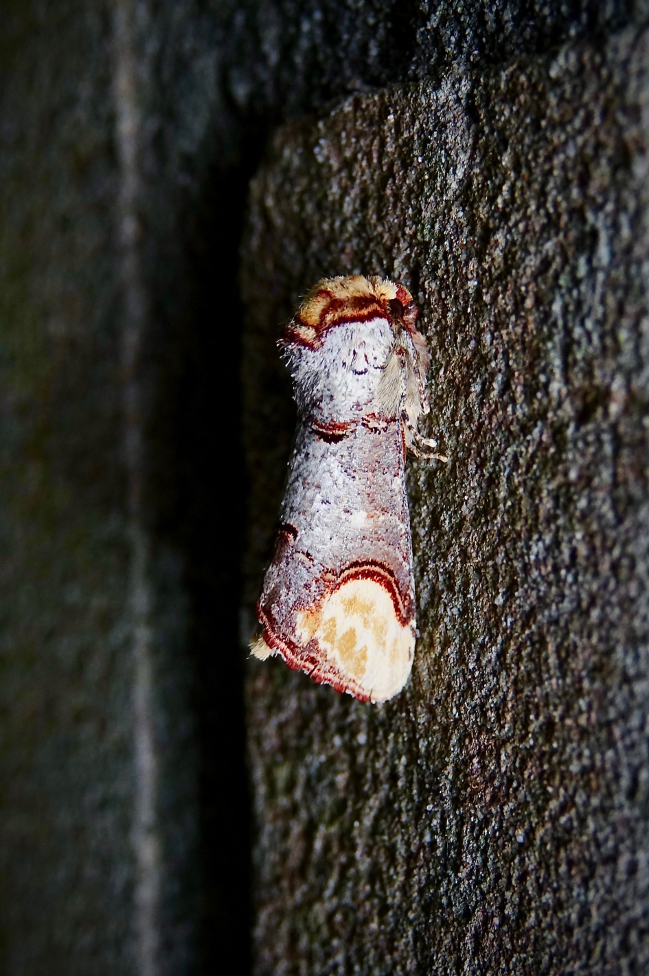 Wapendrager - Geleedpotigen - Wapendrager