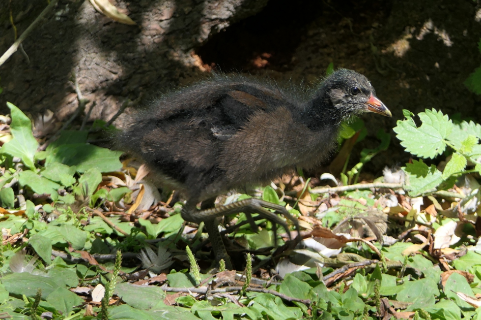 Waterhoen - Vogels - Waterhoen