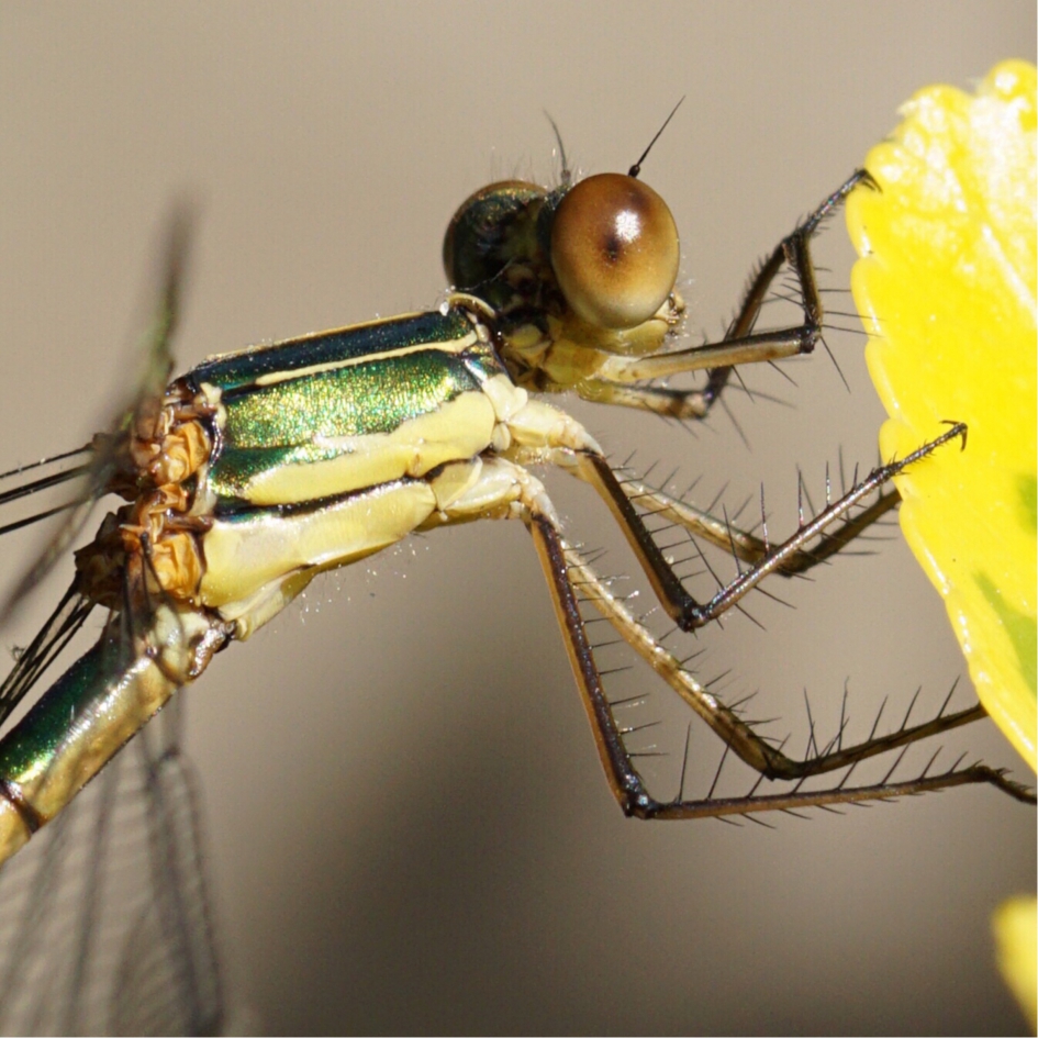 Waterjuffer aan het poseren - Geleedpotigen - 