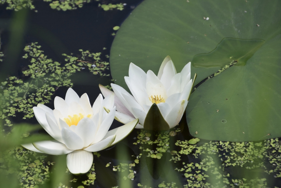 Waterlelies - Planten - 