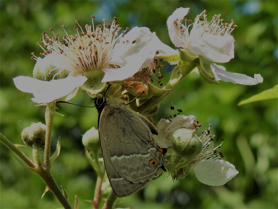 Eikenpage - Geleedpotigen - Eikenpage