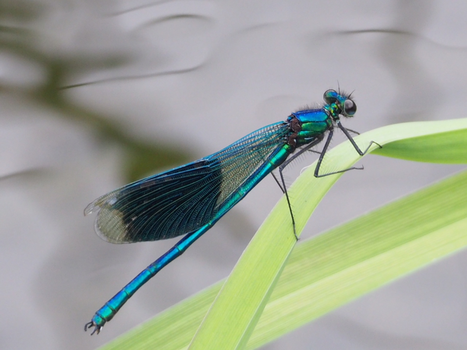 Weidebeekjuffer - Geleedpotigen - Weidebeekjuffer man