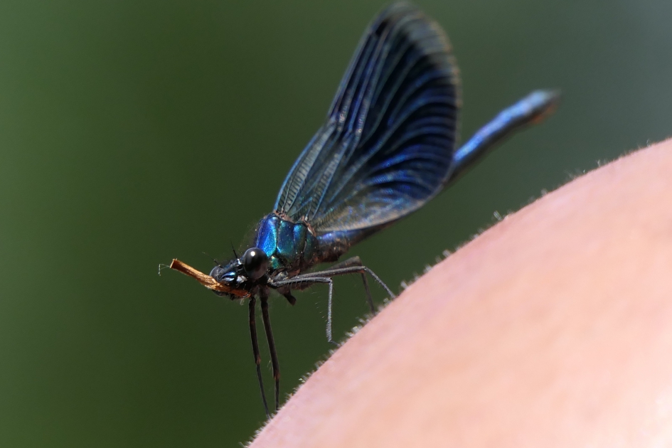 Weidebeekjuffer - Geleedpotigen - Weidebeekjuffer