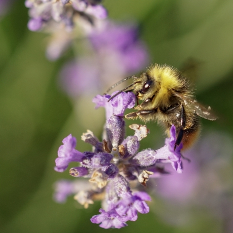 Weidehommel op lavendel