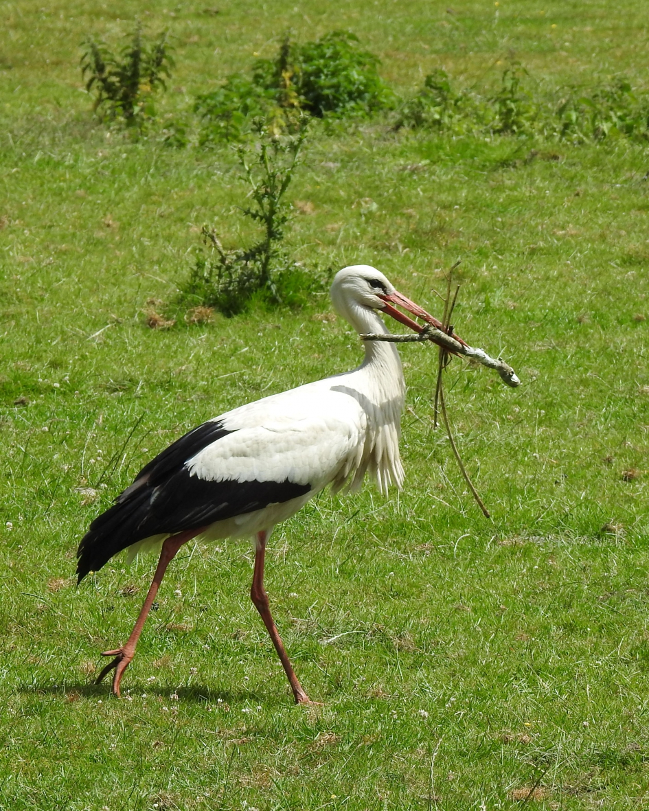 Werkzaamheden - Vogels - Ooievaar