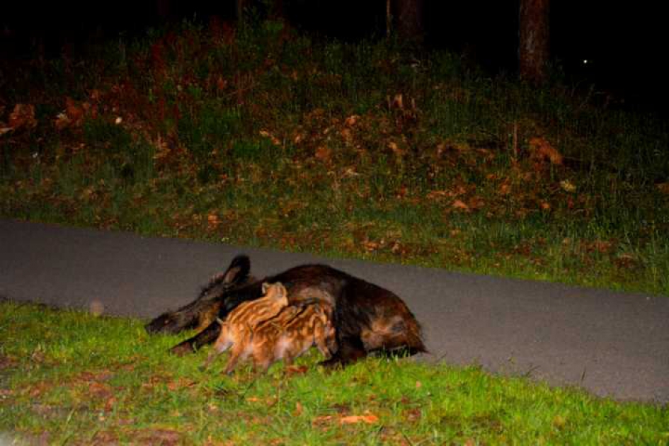 Wild spotten - Zoogdieren - zogende  biggetjes  bij  hun  mama
