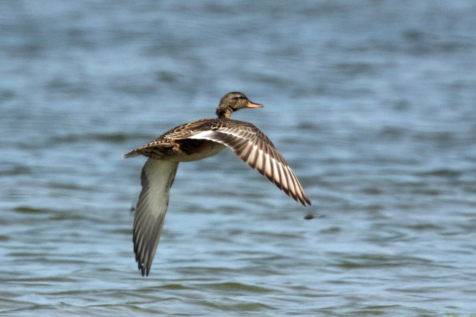 Wilde eend, gewoon mooi... - Vogels - 