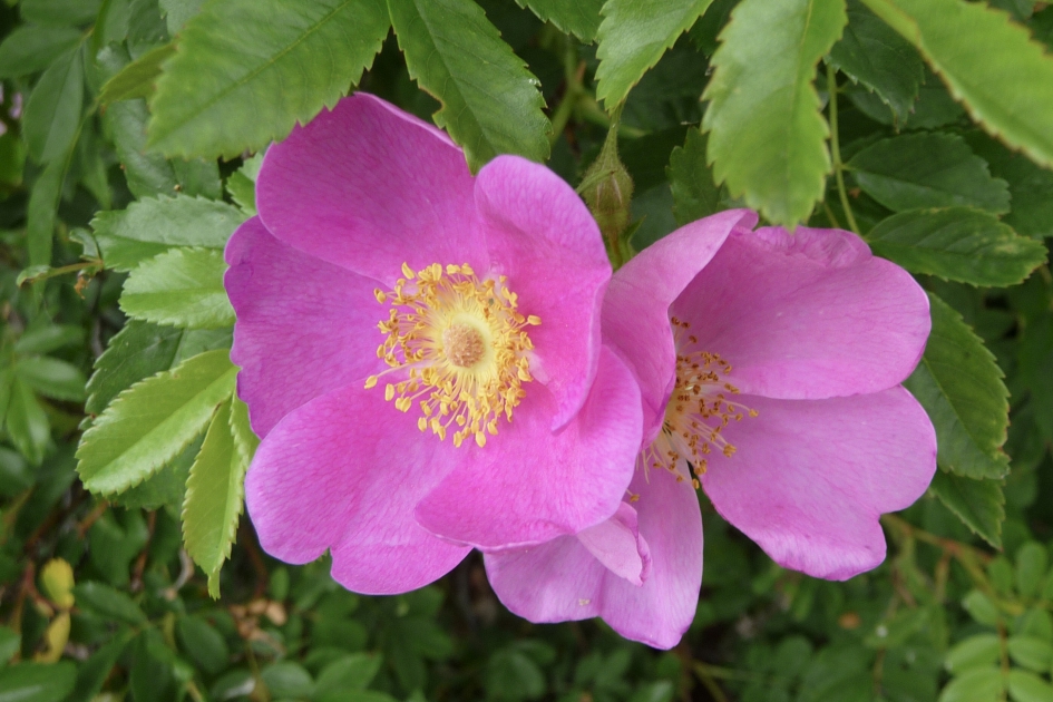 Wilde roosjes - Planten - 