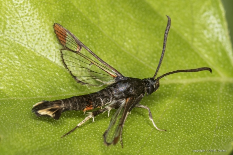 Wilgenwespvlinder  (Synanthedon formicaeformis)