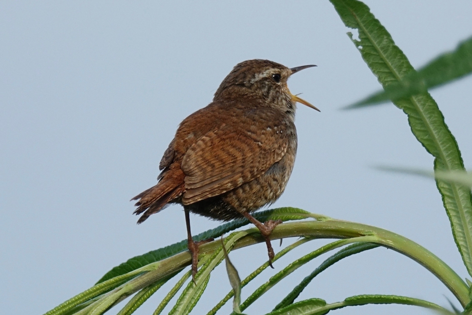 Winterkoning - Vogels - Winterkoning
