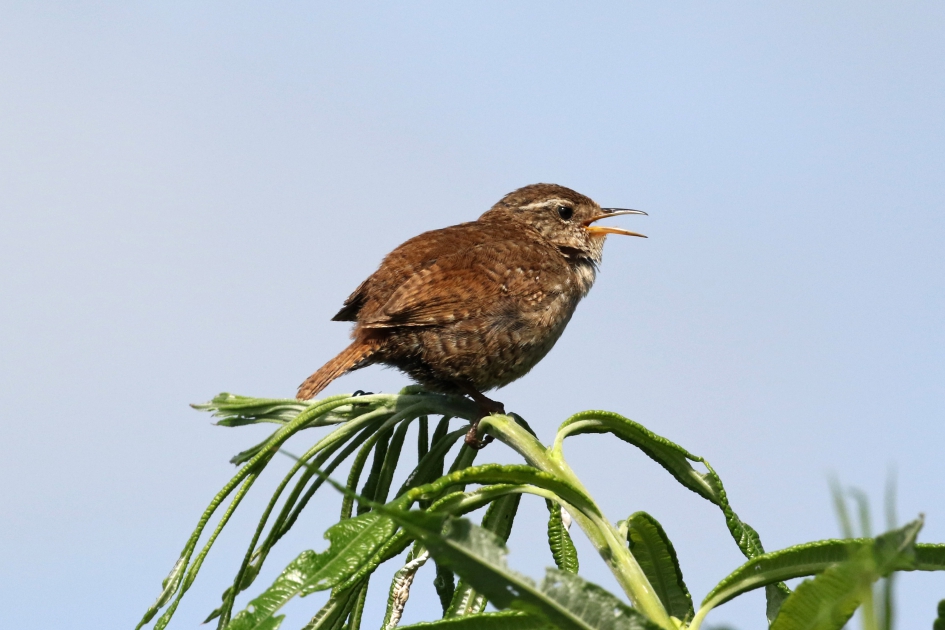 Winterkoninkje - Vogels - 