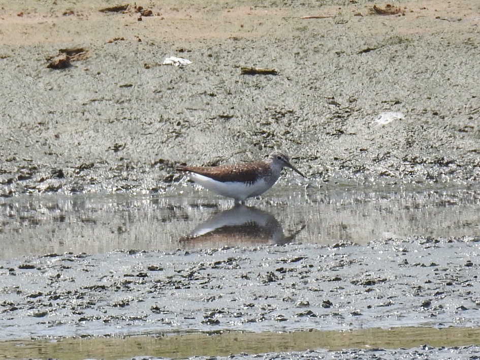Witgatje op het slik - Vogels - Witgatje