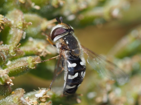 Witte halvemaan zweefvlieg