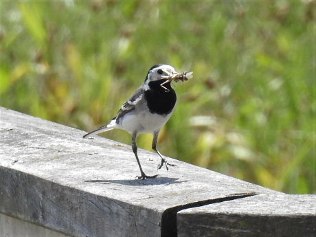 Witte kwikstaart met voedsel voor haar jongen