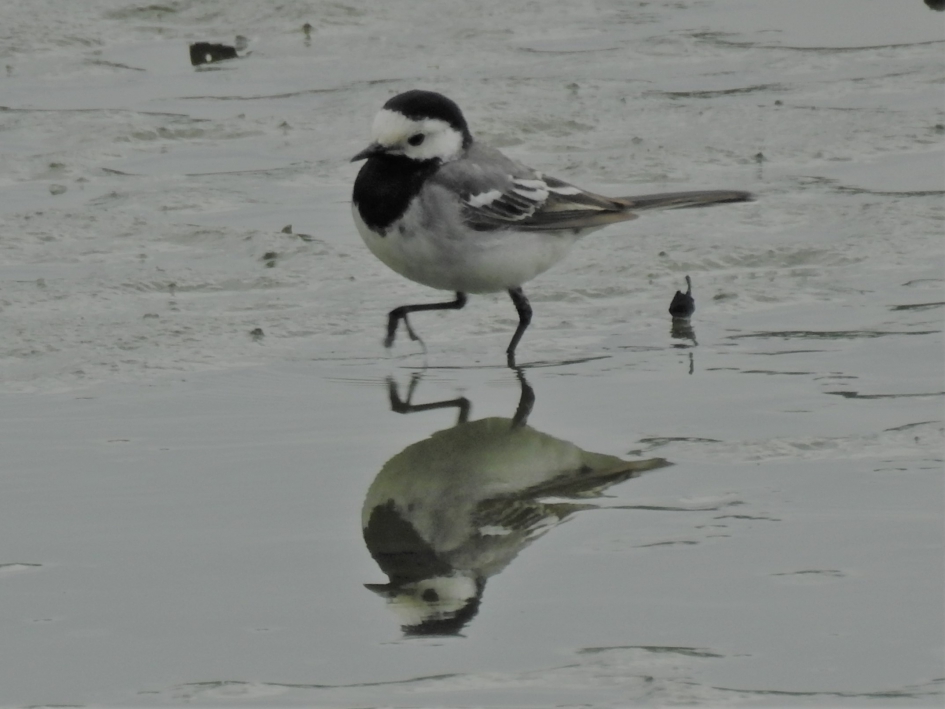 Witte kwikstaart paradeert door het ondiepe water - Vogels - Witte kwikstaart