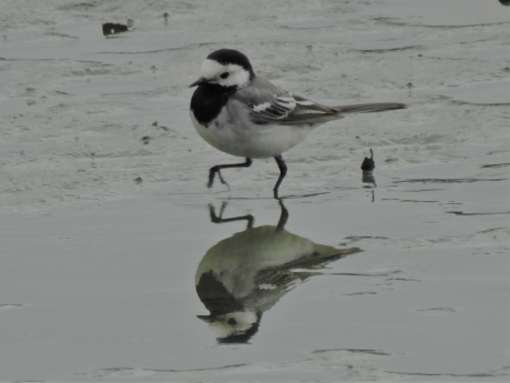 Witte kwikstaart paradeert door het ondiepe water