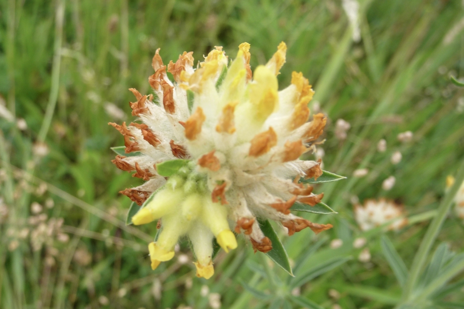 Wondklaver - Planten - 