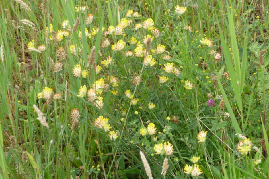 Wondklaver - Planten - 