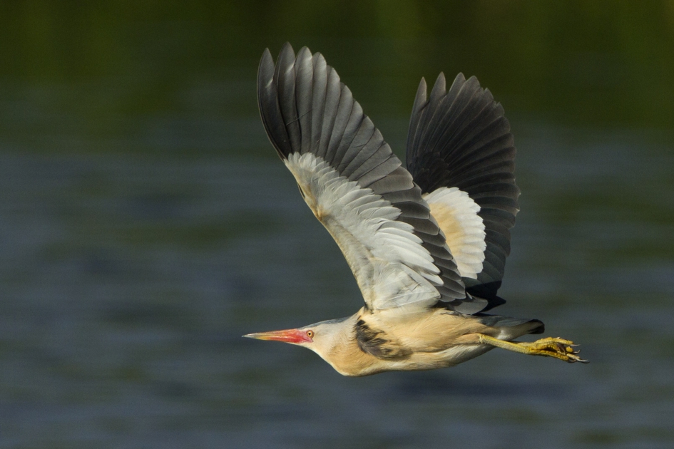 Woudaapje - Vogels - Woudaap