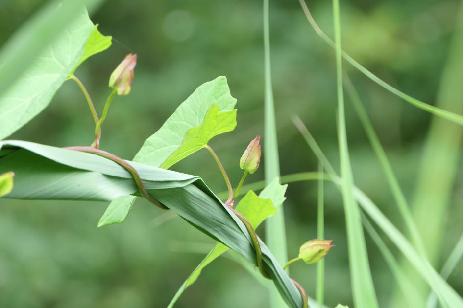 Wurggreep - Planten - Haagwinde