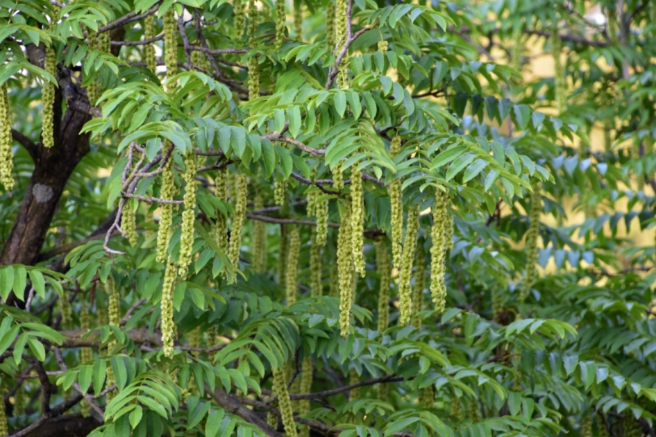 Zaden van de  Japanse vleugelnoot - Planten - 