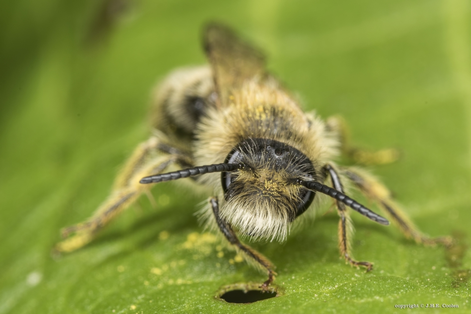Zandbij - Geleedpotigen - Zandbij