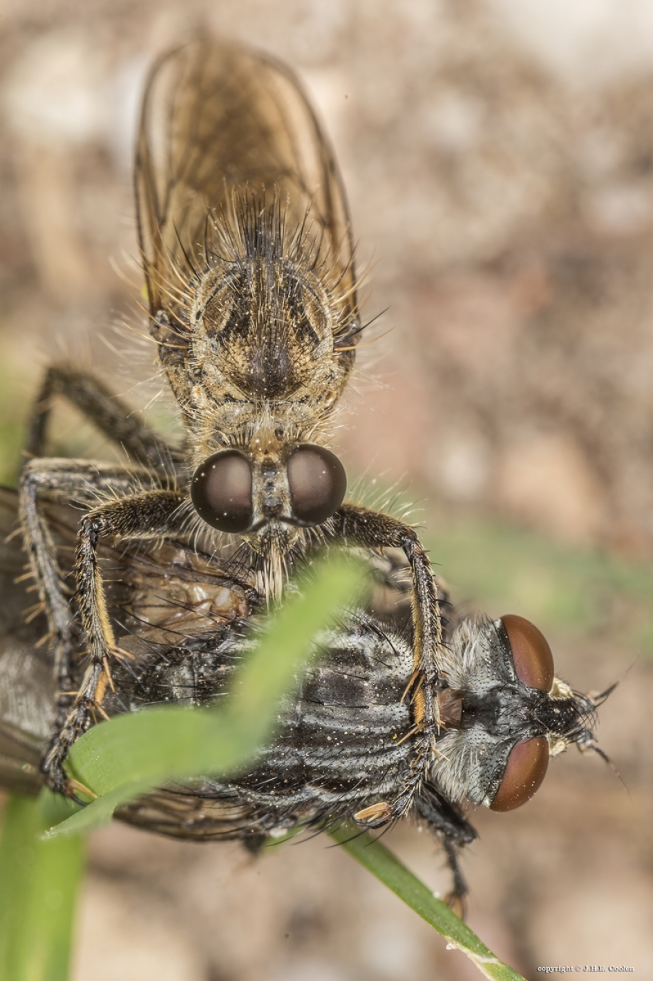 Zandroofvlieg - Geleedpotigen - Zandroofvlieg