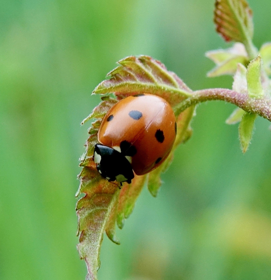Zevenstippelig - Geleedpotigen - Zevenstippelig lieveheerbeestje