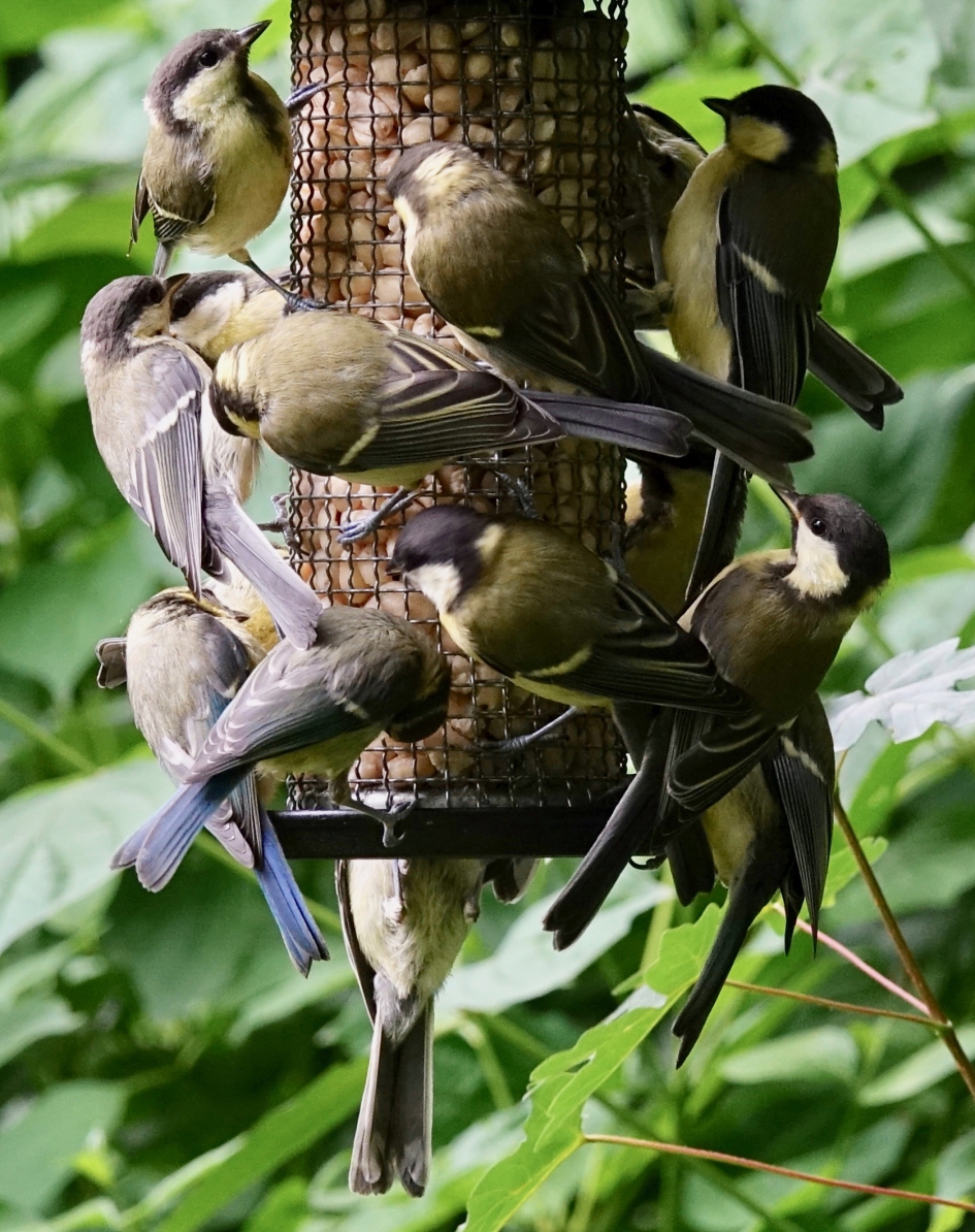 Zoekplaatje - Vogels - Mees (15x)