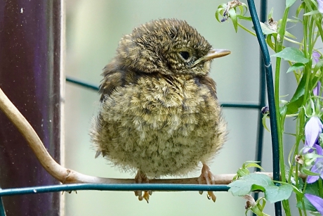 Zojuist uit het nest