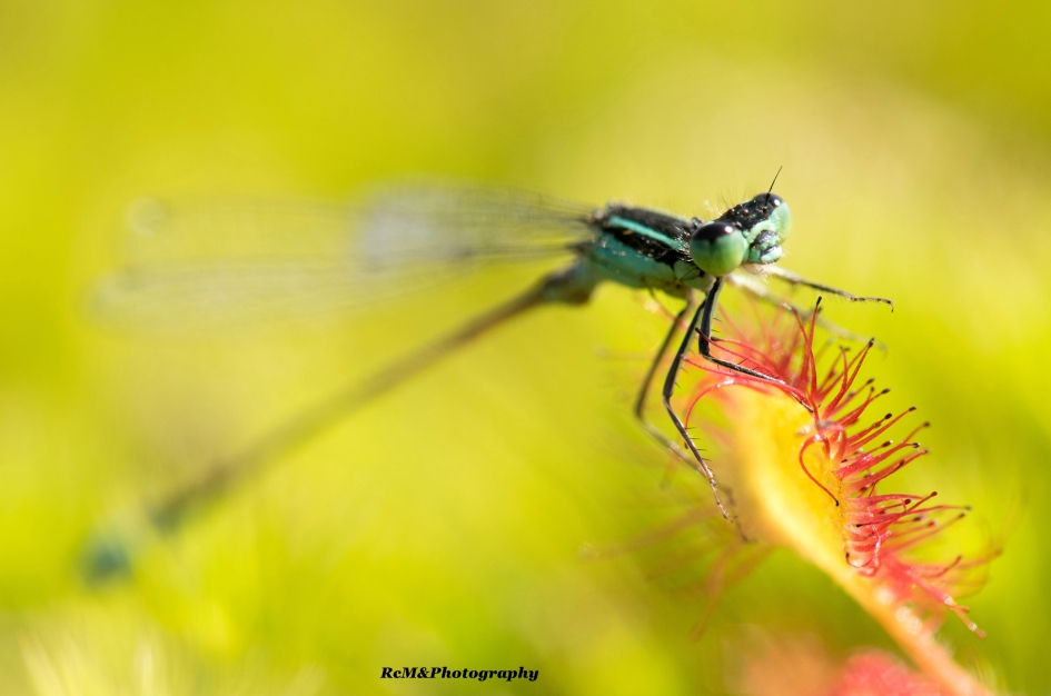 Zonnedauw. - Planten - Zonnedauw.
