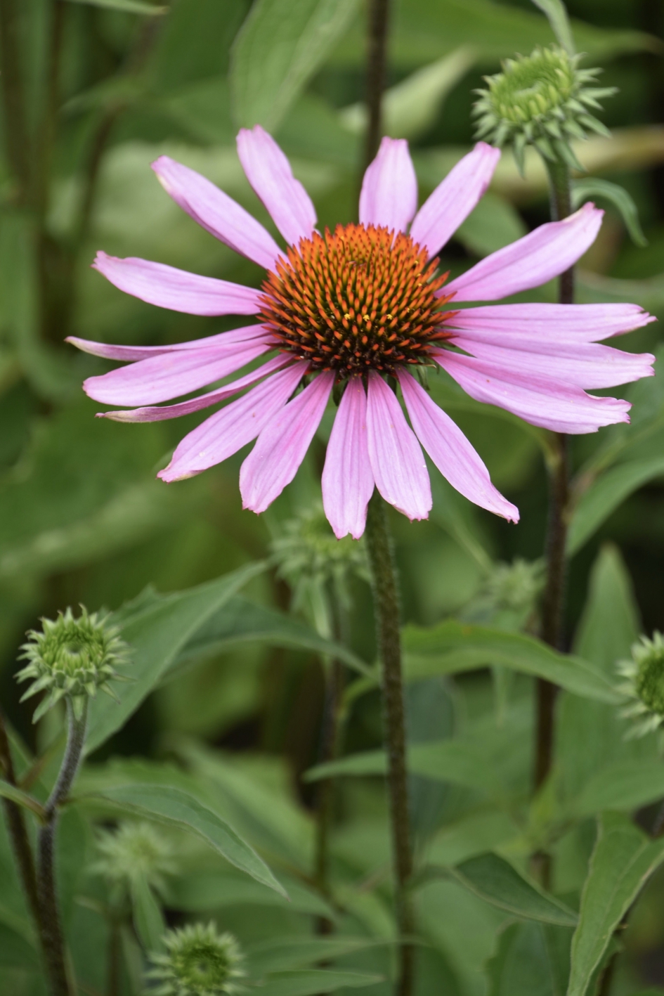 Zonnehoed - Planten - 