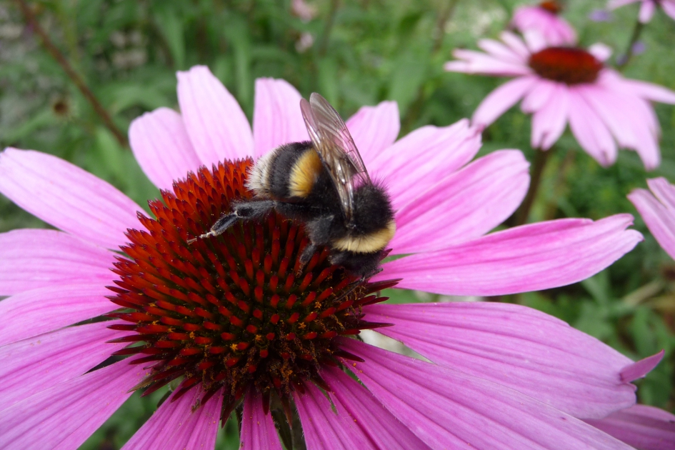 Zonnehoed met bezoek - Planten - 