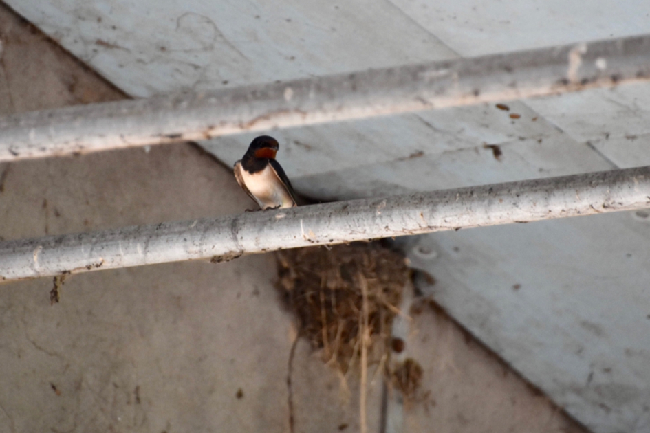 Zwaluw vlak bij nestje - Vogels - 