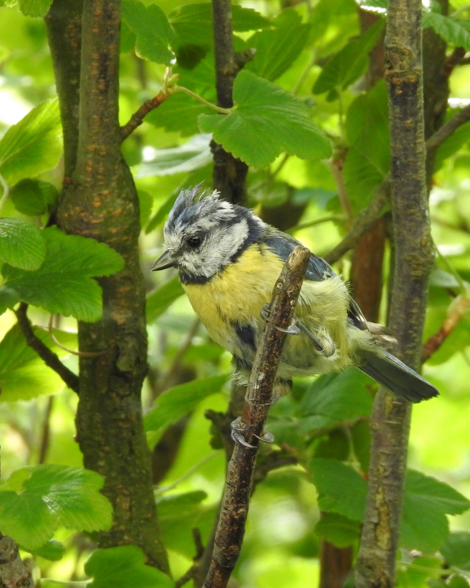 Zware tijden - Vogels - Pimpelmees