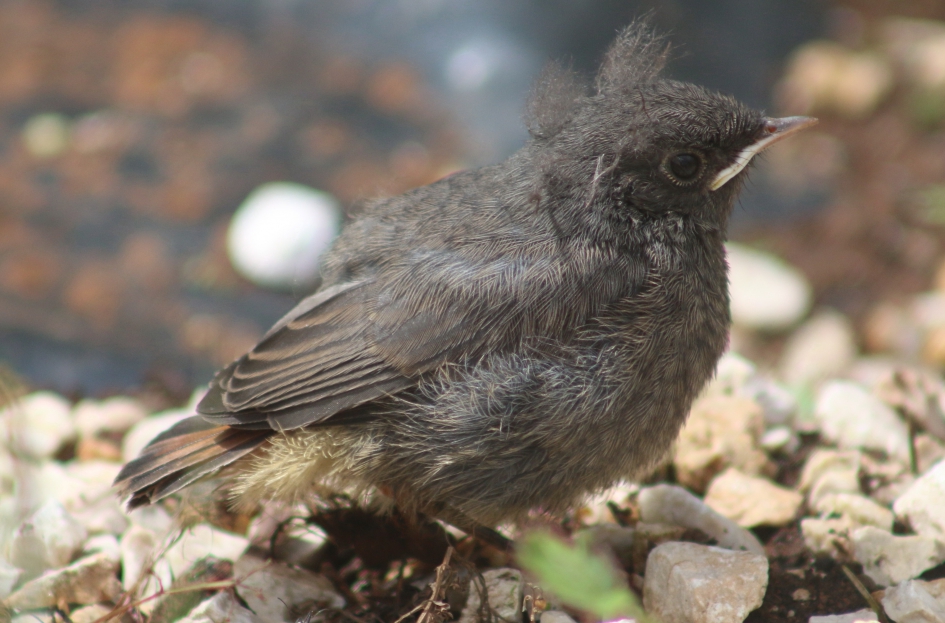 Zwarte Roodstaart - Vogels - Zwarte Roodstaart