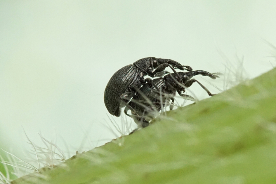 Zwarte snuitkevers op stokrood - Geleedpotigen - 