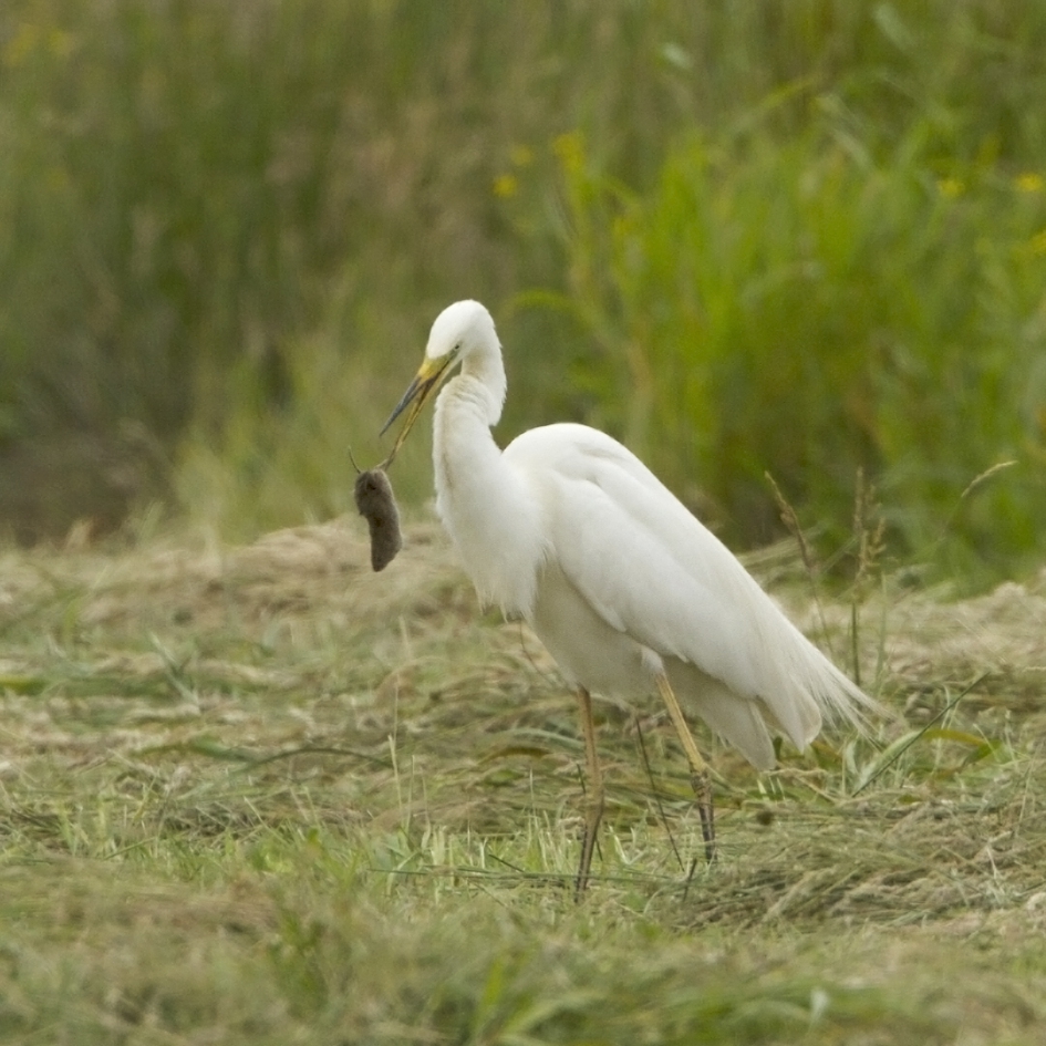 Zweefmuis - Vogels - Grote Zilverreiger
