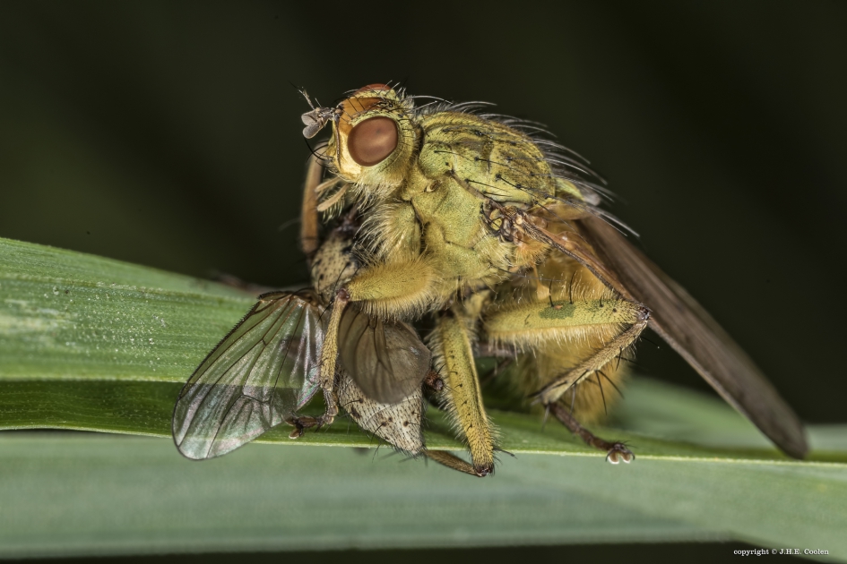 1 Van jager... - Geleedpotigen - Strontvlieg