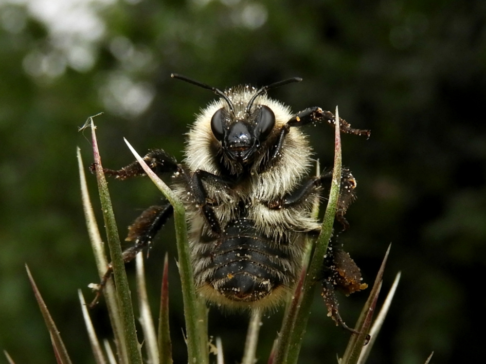 20180713 akkerhommel op grote kaardebol - Geleedpotigen - akkerhommel