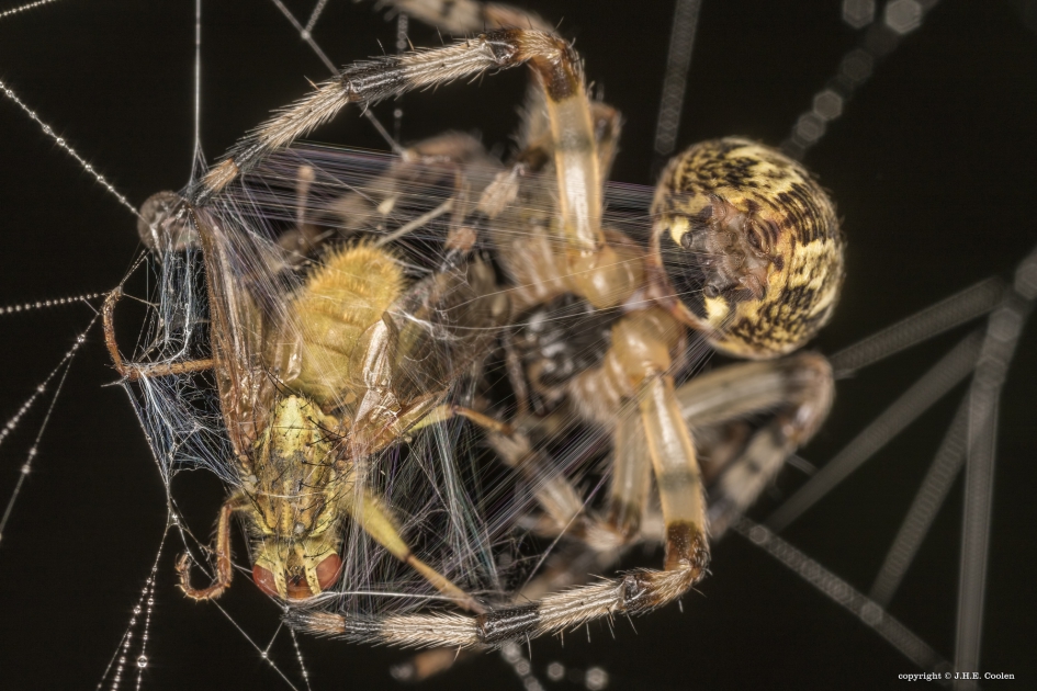 2 Tot prooi.... - Geleedpotigen - Strontvlieg