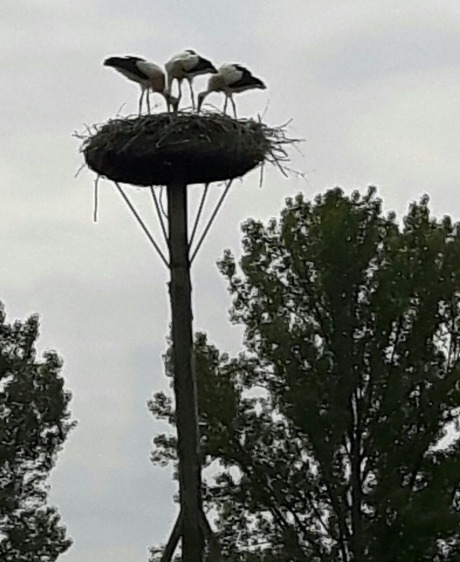 3 ooievaar jong net gevoerd