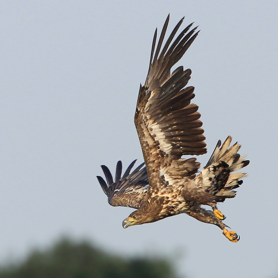 Aanvalluh ... !!! - Vogels - Zeearend