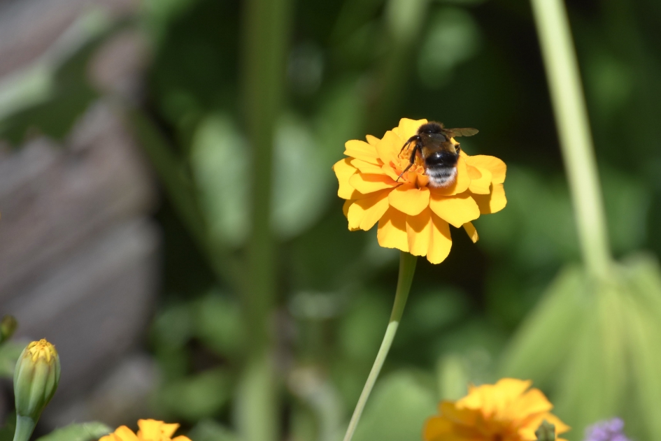 Afrikaantje met hommel - Geleedpotigen - 
