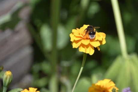 Afrikaantje met hommel