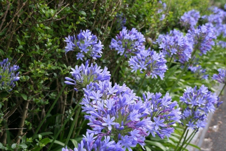 Agapanthus